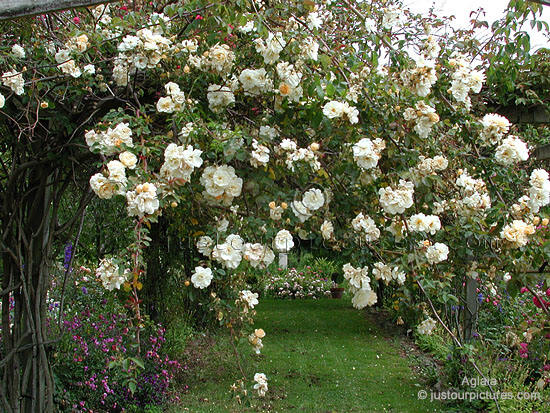 Aglaia rose bush