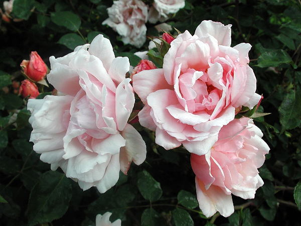 Albertine-rose