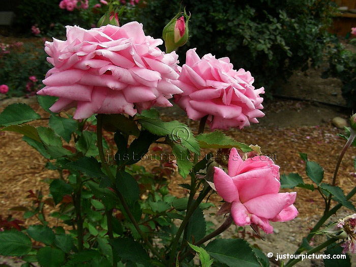 Belinda's Dream rose cluster