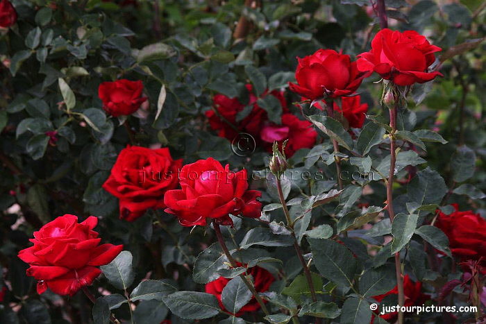Beloved roses
