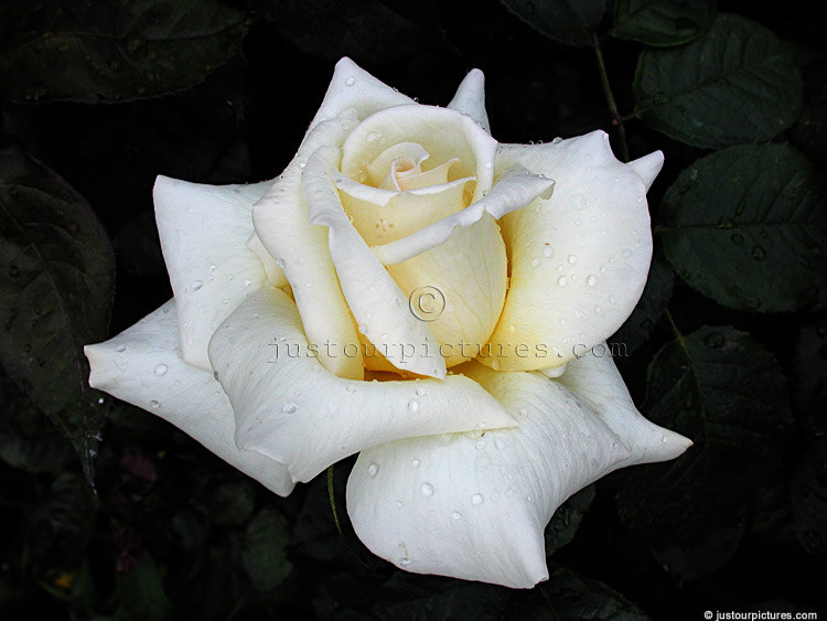 magnificent white rose bloom