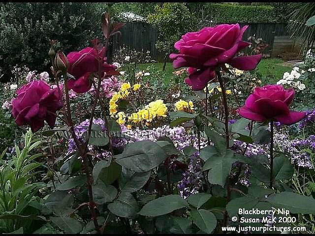 Blackberry Nip rose