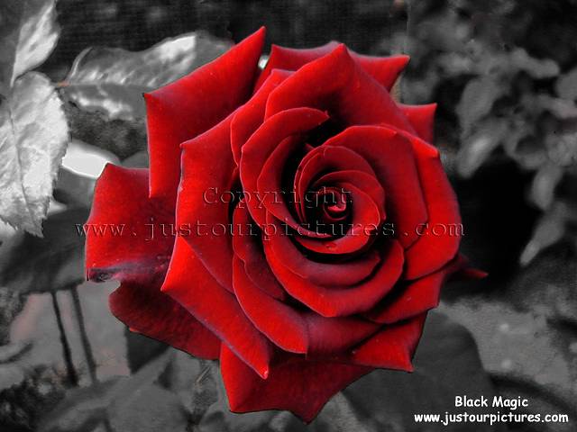 black-magic-rose-on-black