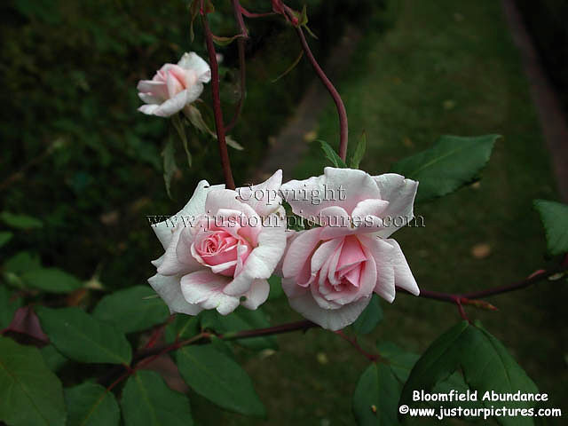 Bloomfield Abundance rose