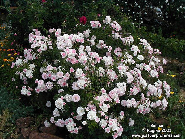 Bonica rose bush
