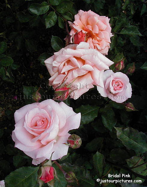 bridal pink rose