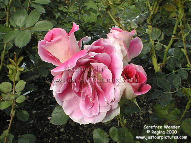 :carefree wonder rose