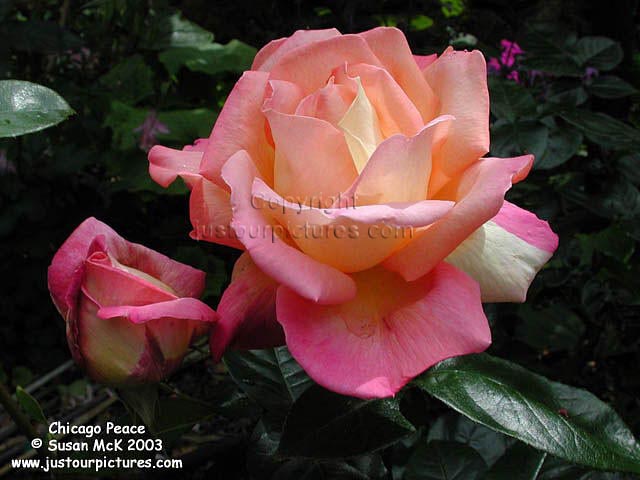 chicago peace rose