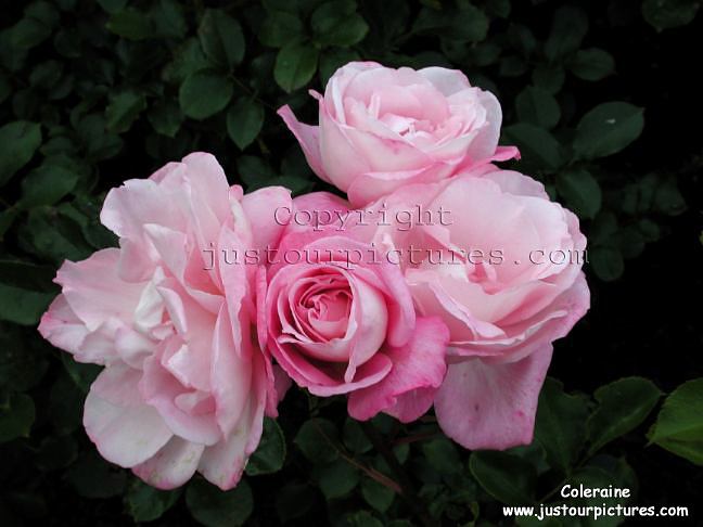Coleraine rose