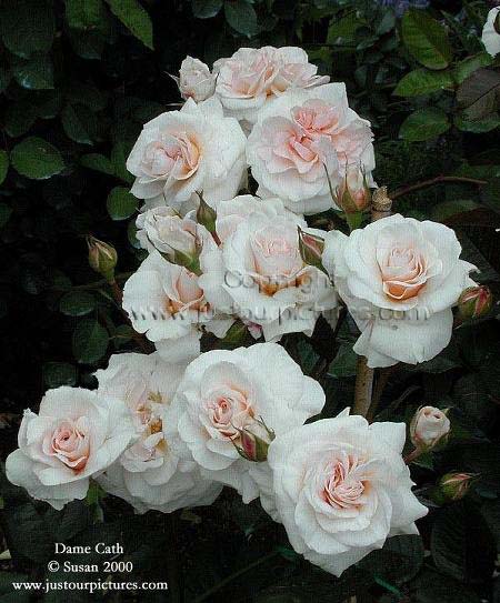Dame Cath rose