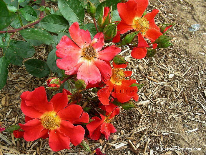 Diablo rose cluster