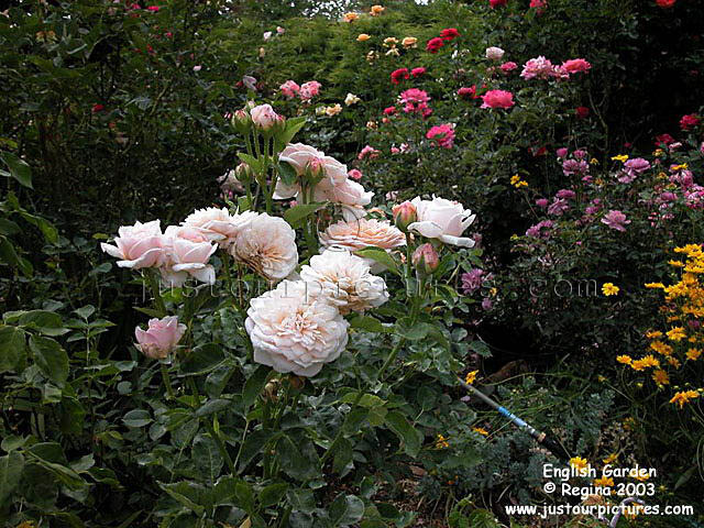 English Garden rose