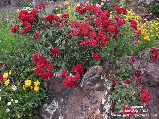 Europeana red rose bush