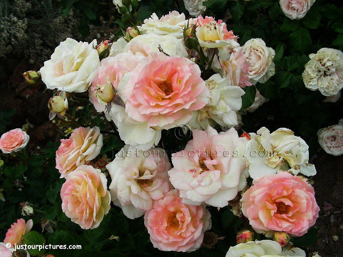 Flirtatious rose bush