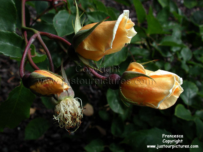 yellow rose buds