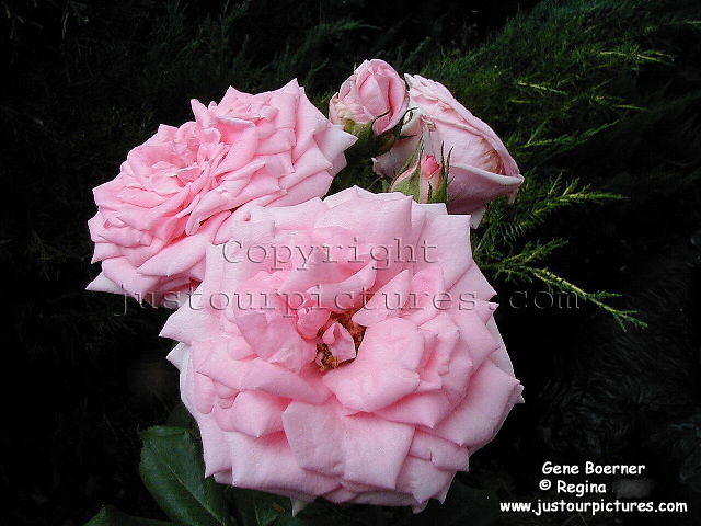 Gene Boerner rose