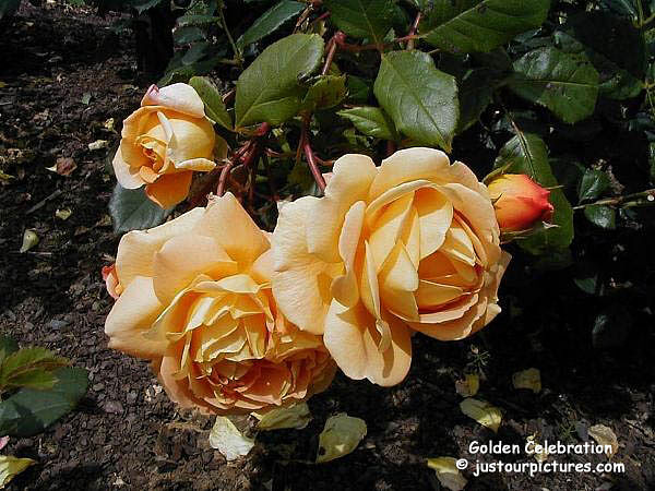 golden-celebration-rose