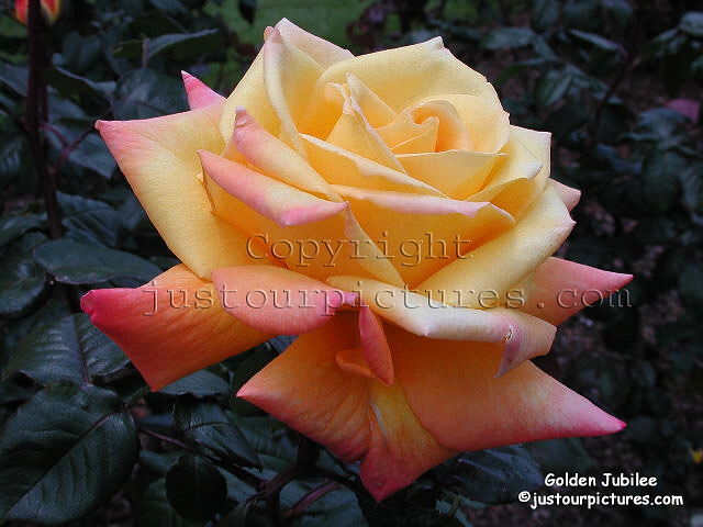 Golden Jubilee rose