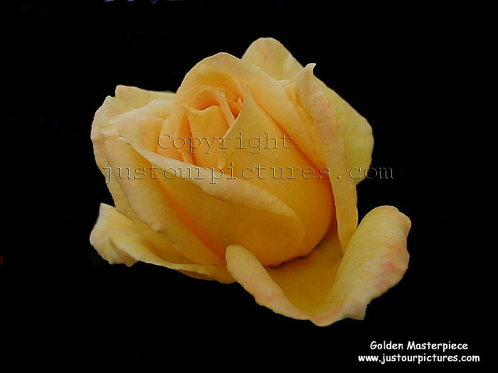 Golden Masterpiece rose