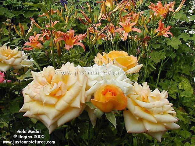 Gold Medal rose with daylillies