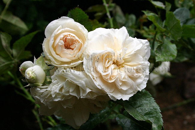Guinevere rose