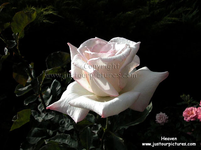 Heaven rose
