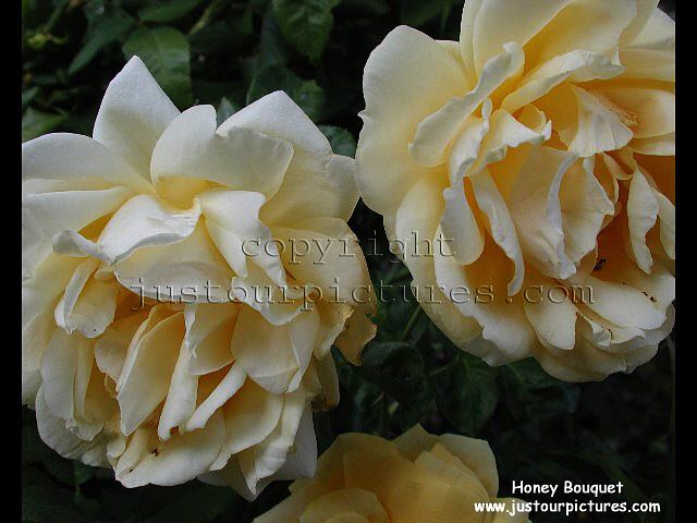 Honey Bouquet rose