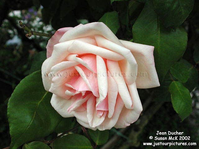 Jean Ducher rose