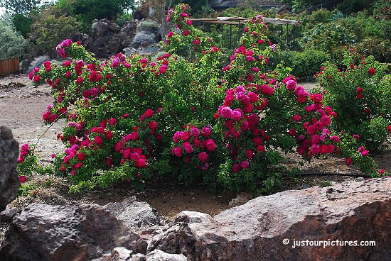 John Cabot rose bush