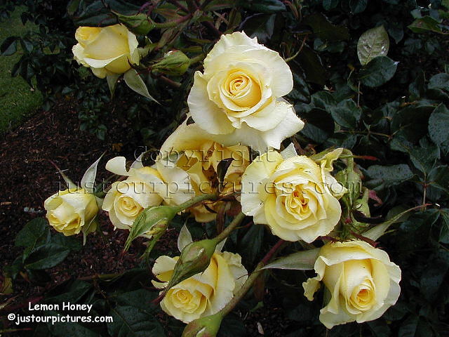 Lemon Honey rose