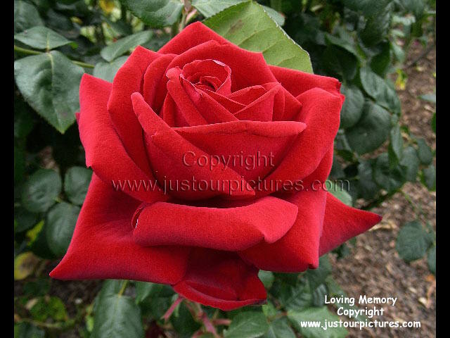 Loving Memory rose