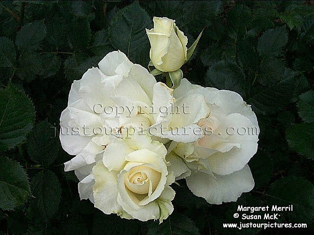 Margaret Merril rose