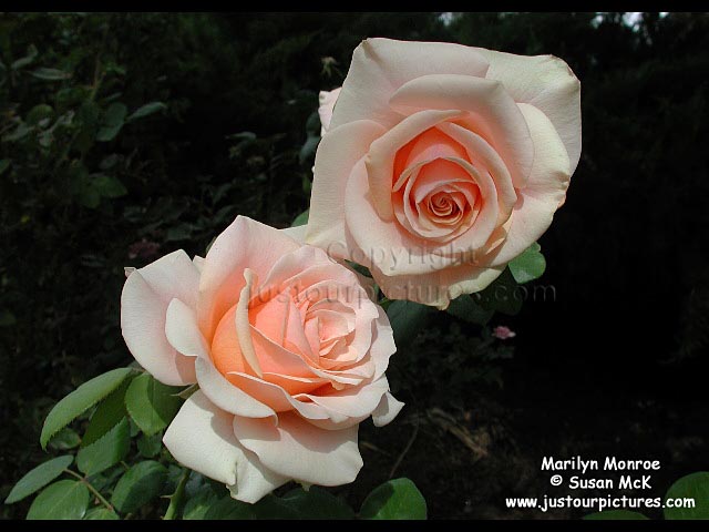 marilyn-monroe-rose