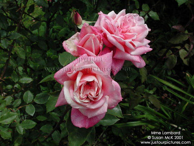 Mme Lombard rose