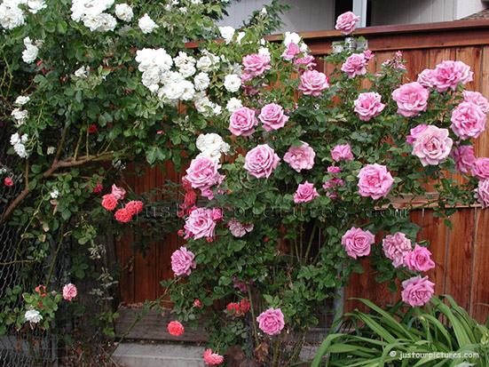 Moon Shadow rose bush