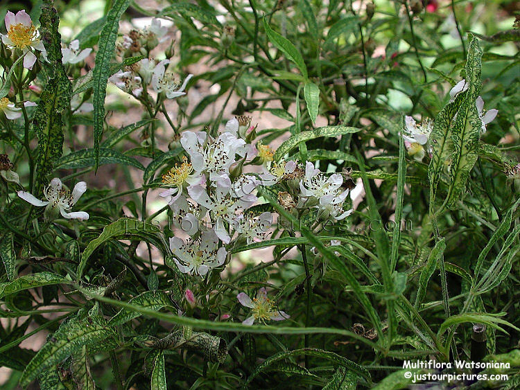 multiflora-watsoniana