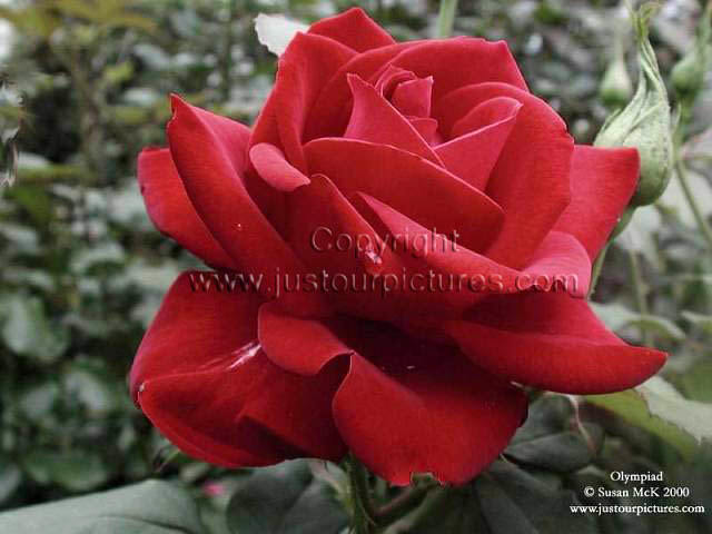 Olympiad rose