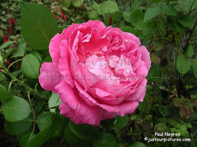 Paul Neyron rose