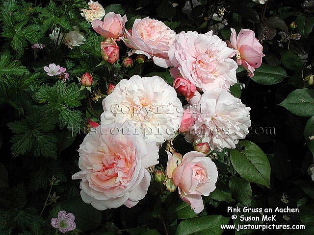 Pink Gruss an Aachen rose