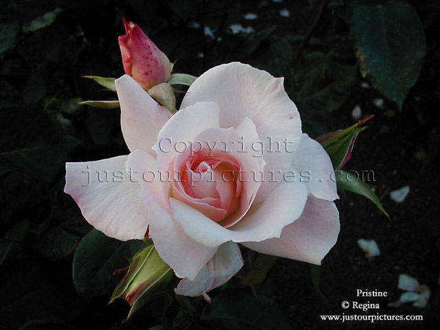 Pristine rose