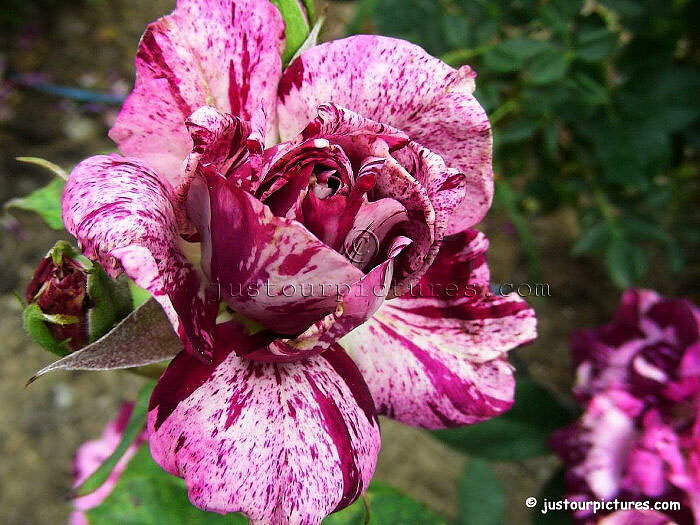 Purple Tiger rose