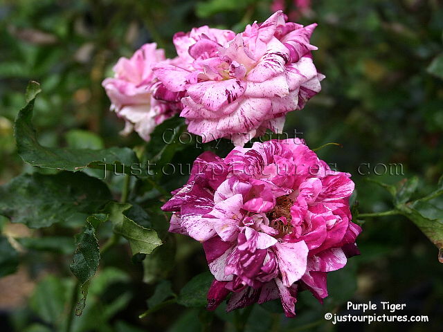 Purple Tiger roses