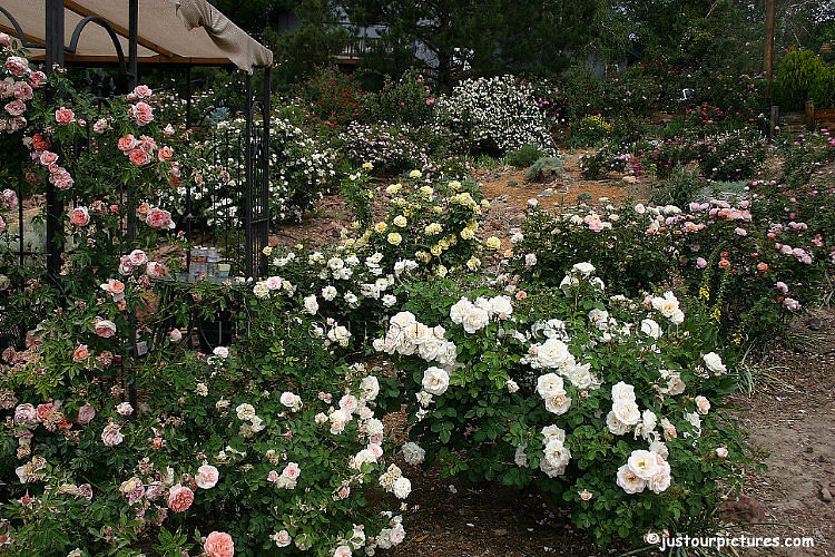 display pastel roses