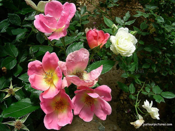Rainbow Knock Out rose spray>

<p align=justify<font face = 