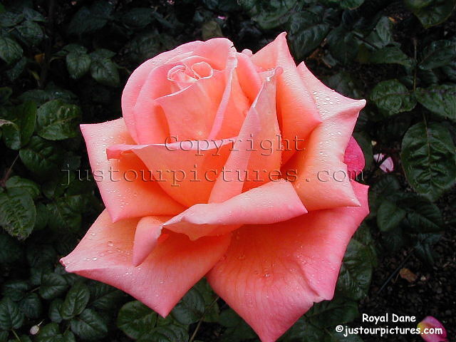 Royal Dane rose