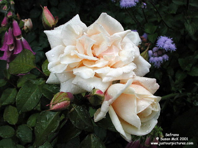 Safrano rose