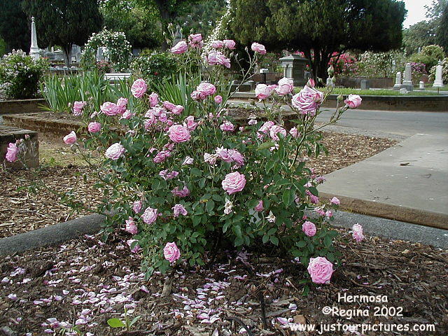 Hermosa rose bush