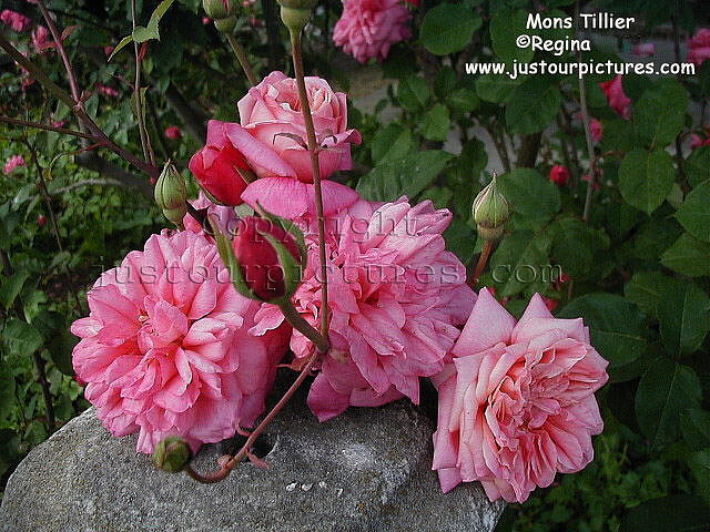 Mons Tillier rose