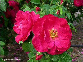 John Cabot rose