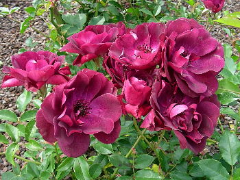 burgundy-iceberg-rose